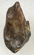 Mildly Worn Triceratops Tooth with Partial Root - Montana #20431-1